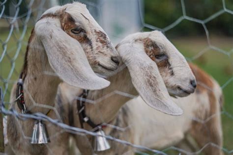 Give A goat or chicken for sustainability .